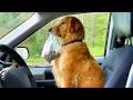 AFV S Funniest Dogs Best Puppy Fails