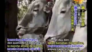 TRUTH News: Enslavement & Murder ~ Our Dairy Addiction!