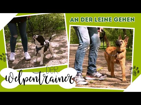 An der Leine laufen: So lernt es dein Welpe garantiert | Der Welpentrainer | sixx