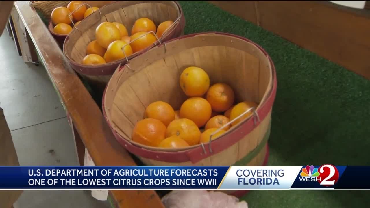 Florida citrus production numbers expected to drop this season, forecast shows