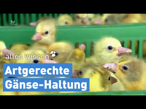 , title : 'Wie Weihnachtsgänse wirklich leiden | alles wissen'