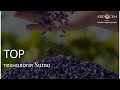 Семена подсолнечника Тор 7 Сумо