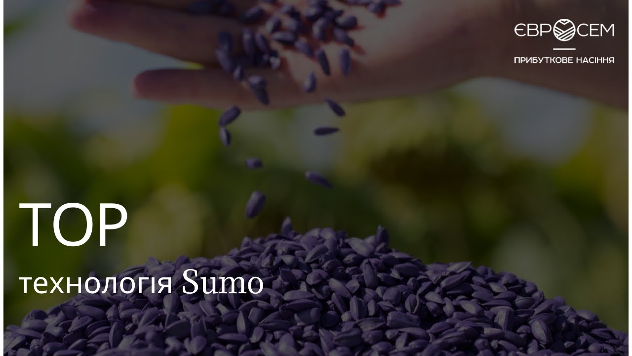 Семена подсолнечника Тор 7 Сумо