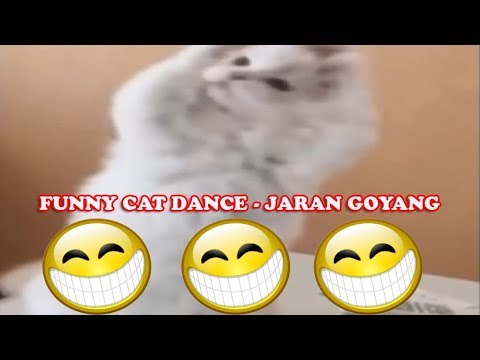 Funny cat dance   jaran goyang best laugh