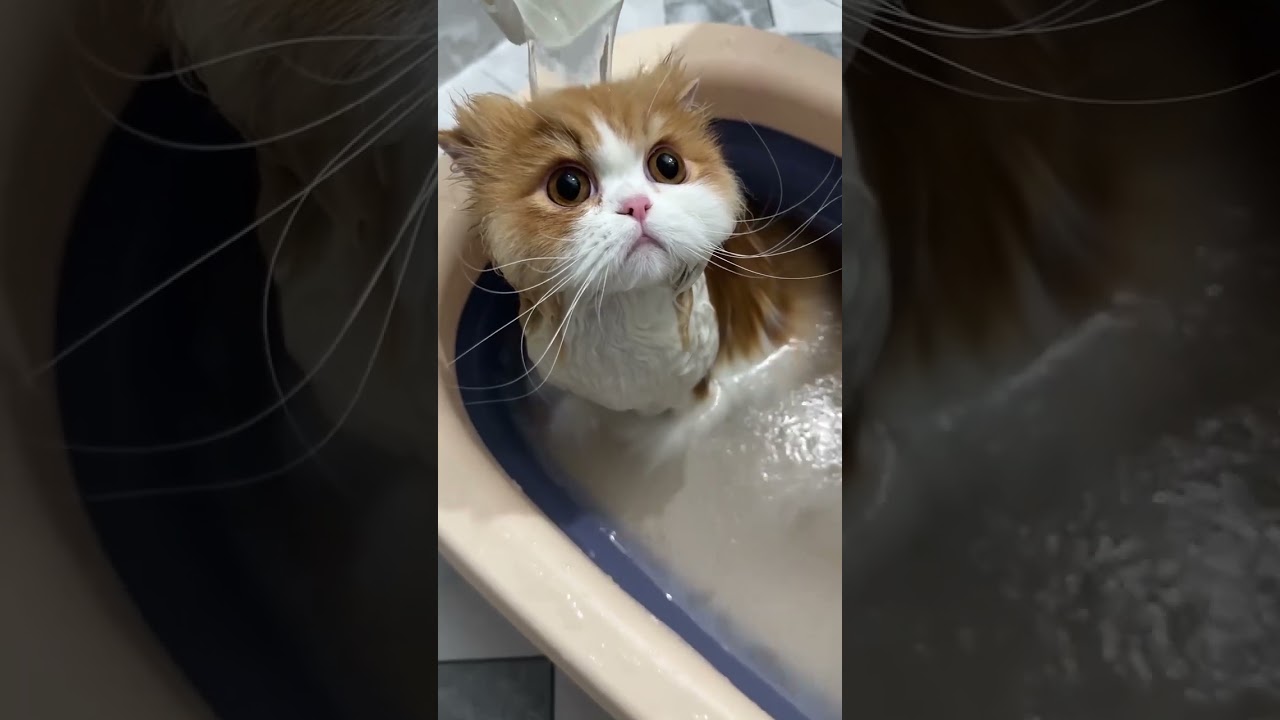 ��������� ����� �� ����� - ��� ������ ����