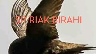 Download lagu SP RIAK BIRAHI mp3