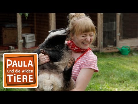 Wo wohnt der Dachs? | Reportage für Kinder | Paula und die wilden Tiere