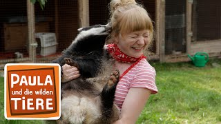 Download lagu Wo wohnt der Dachs? | Reportage für Kinder | Paula und die wilden Tiere mp3