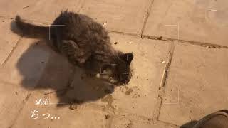 【猫】We are stray , right? / part2 Amman Jordan🇯🇴【Cat】