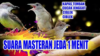 Download lagu masteran burung ciblek,kapas tembak,cucak jenggot mp3