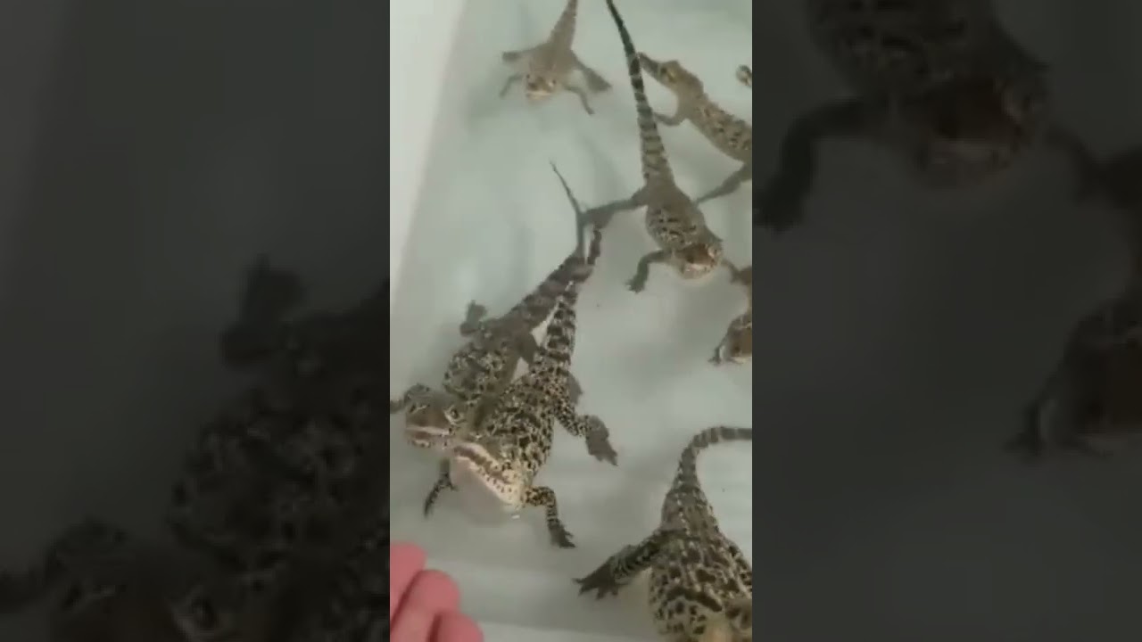 baby crocodiles making Lazer sounds