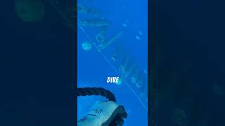 Diving for the most beautiful pearls on the planet