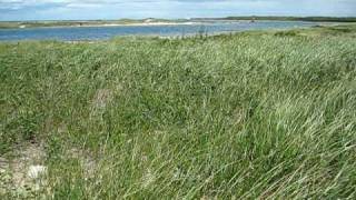 preview picture of video 'beach grass at Channel Beach, Cuttyhunk MA'