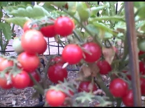 download lagu mp3 mp4 Patio Plum Tomato Plants For Sale, download lagu Patio Plum Tomato Plants For Sale gratis, unduh video klip Patio Plum Tomato Plants For Sale