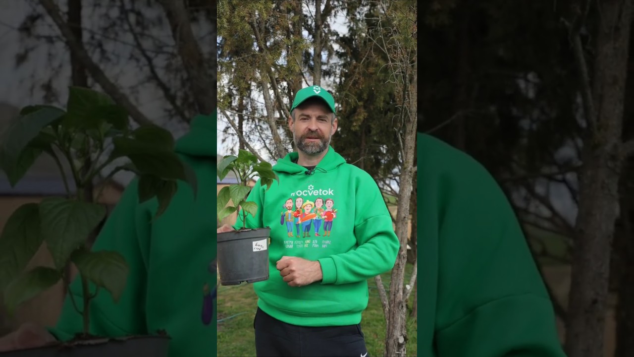 Рассада переросла, а высаживать пока нельзя? Вот, что нужно сделать!