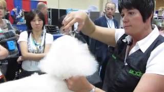 Dog Grooming - Grooming a Poodle Tail