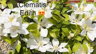 Clematis Edith White, Stunning Climber Vine for any Garden aspect. Easy to Grow. Makes a Statement.