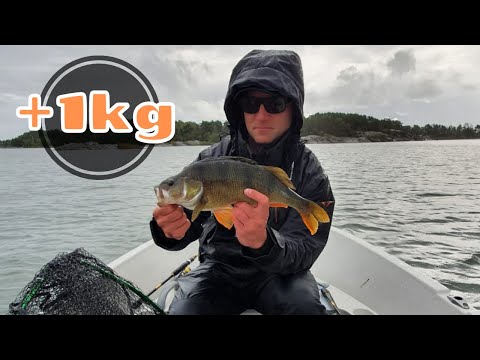 Syökö kala sateella? [ Alku syksyn ahvenen kalastusta merellä ]