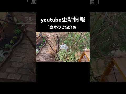 落葉樹と針葉樹のうち、嵐のときに壊れやすいのはどれですか?考慮すべき要素!  庭園