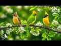 2026 Relaxing Piano Birdsong ️ Calm Mind Deep Sleep Stress Relief Peaceful Nature Ambience