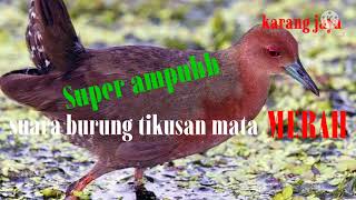 Download lagu Suara burung tikusan mata merah SUPER joss ampuh mp3 Download lagu Suara burung tikusan mata merah SUPER joss ampuh mp3