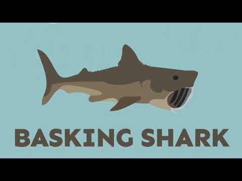 DidYouKnow Ep 023 Sharks FINAL