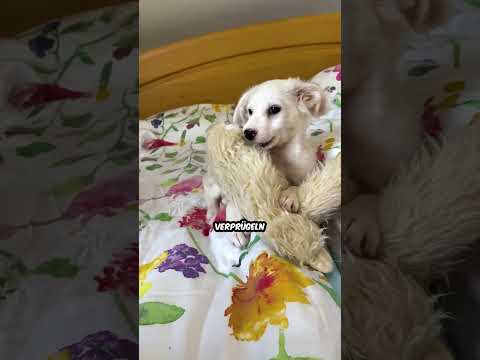 WELPE zieht ein: Willkommen Zelda! #shorts #vlog #hund #welpe