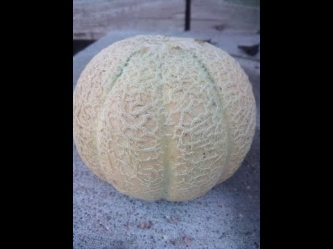 How To Grow Honey Rock Melons - Seed to Harvest