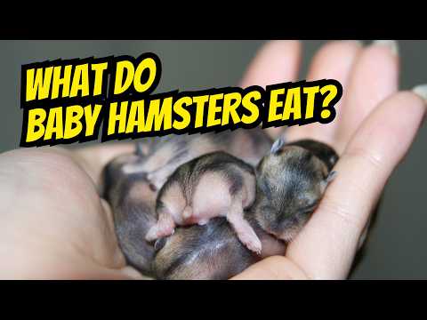 What Do Baby Hamsters Eat? Complete Diet Guide for New Owners