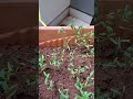 Balcony Garden! #garden #balconygarden #greenery #green #moneyplant  #lemongrass #tulsi #flowers