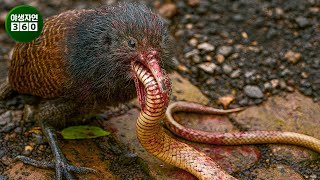 독사가 작은 생물과 마주하고 끔찍한 최후를 맞는 믿을 수 없는 순간이 카메라에 포착되었습니다 | 동물의 왕국