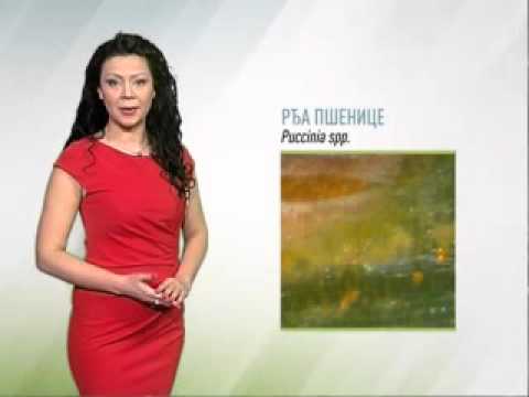 Zelena prognoza 26.2.2015. - Bolesti u usevima pšenice