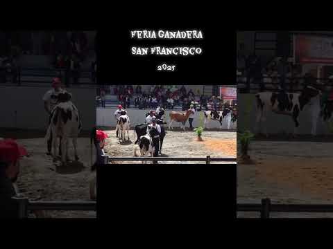 Feria ganadera 2025 San Francisco Putumayo 