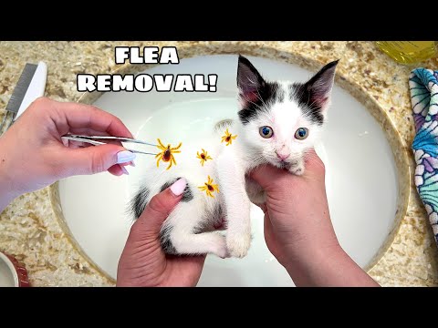 REMOVING THOUSANDS OF PARASITES ON RESCUED KITTENS! WHAT HAPPENS?!