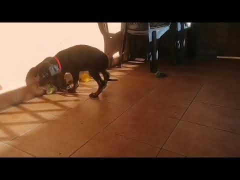 Dobermann Welpe kaufen