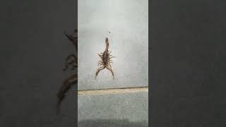 Download lagu Bark scorpion snuck in the house, Not fun to step on. mp3