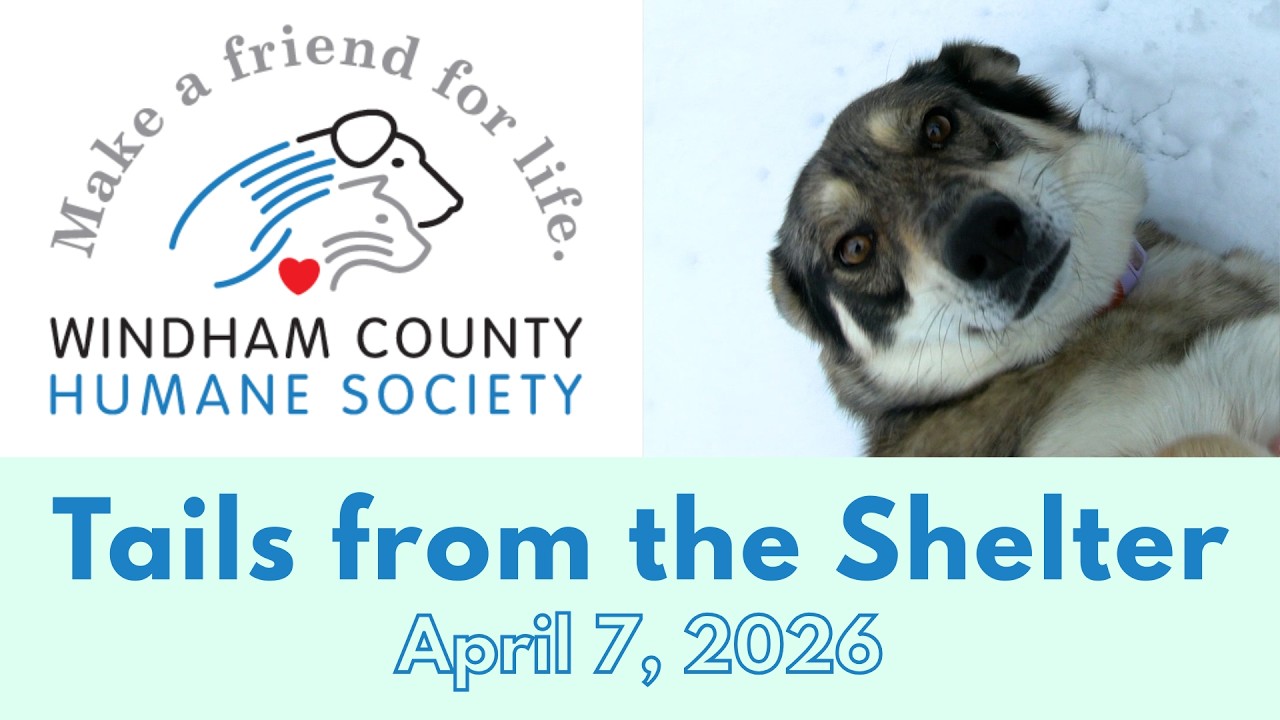 Windham County Humane Society: Tails from the Shelter - April 11, 2026