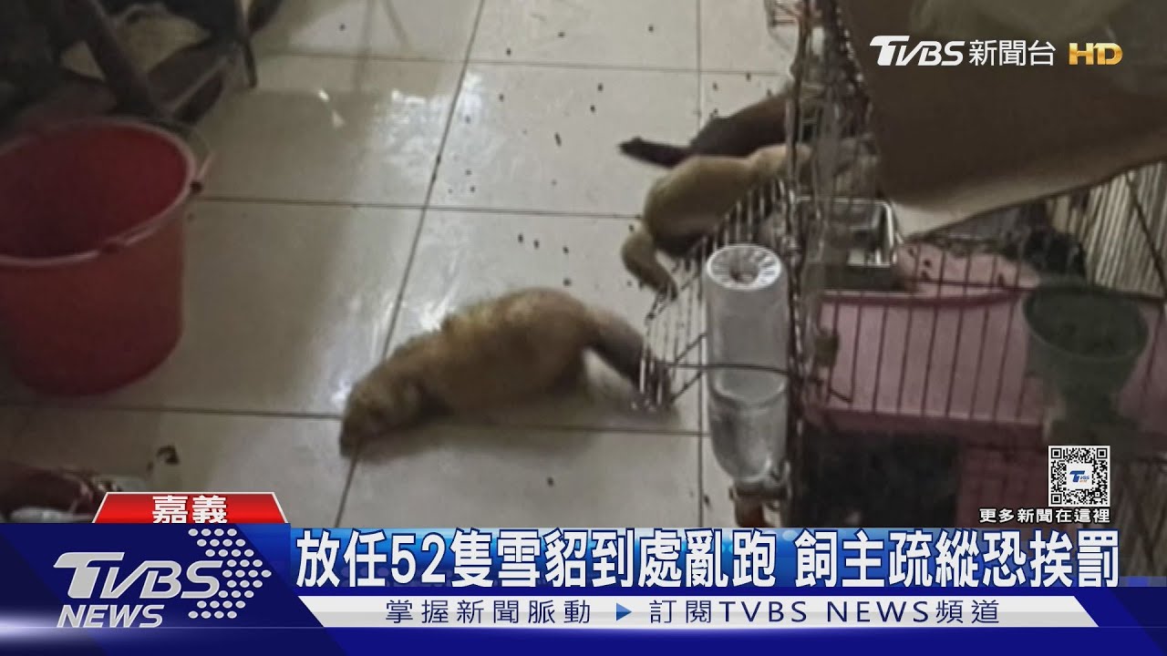 好臭!52隻雪貂養屋內四處亂跑 飼主疏縱恐挨罰