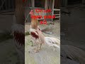 Ciri Ciri Ayam Laga Pukul Ko Atau Mematikan Selain Katuranggan
