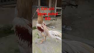 Download lagu ciri ciri ayam laga pukul ko atau mematikan. selain katuranggan mp3