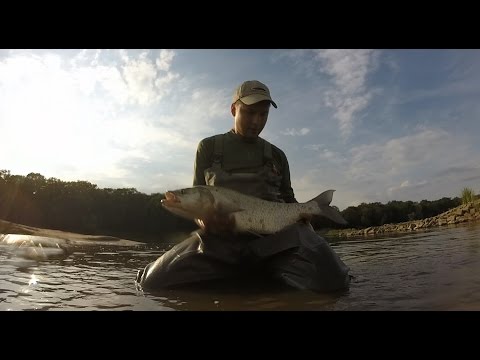 Wielki Boleń! | Łowienie Boleni w Rzece. | Odcinek #183.