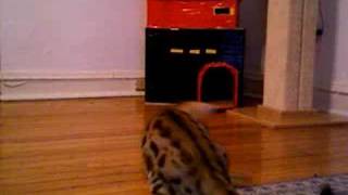 Chester Copperpot #1