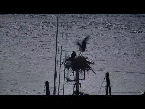 Audubon Hog Island Osprey Cam ~ Bailey or Steve On Crown Royal? Entire Visit Long Version  9.7.17