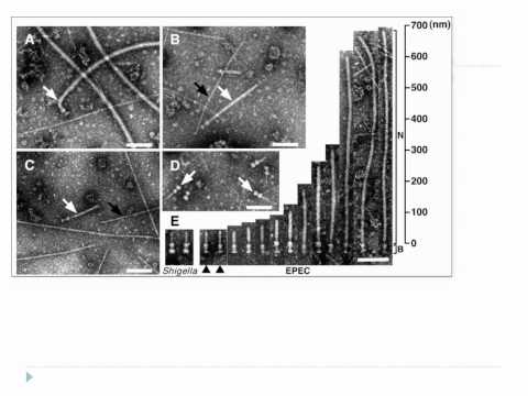 Bio305 Module 2012 Lecture On Type Iii Secretion