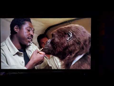 Gorilla Amy from 'Congo' smokes a blunt