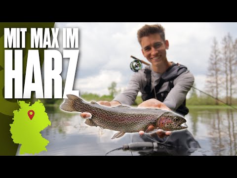 Harz trout on the surface! Exciting sight fishing with harz_fishing 🎣