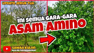 Download lagu KENAPA JADI BEGINI..?? efek asam amino // update jeruk tua part II mp3 Download lagu KENAPA JADI BEGINI..?? efek asam amino // update jeruk tua part II mp3