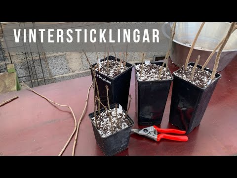 Woody Winter cuttings of berry bushes