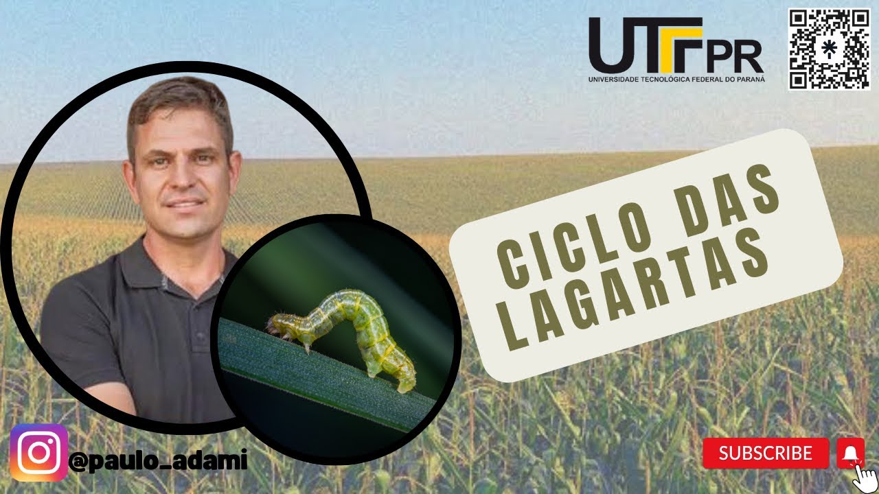 Ciclo de vida das lagartas