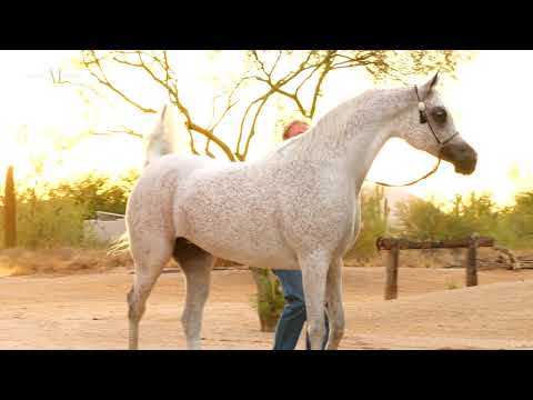 🌹PERFINKA🌹 (ESPARTO x PERFIRKA), 2011 Mare